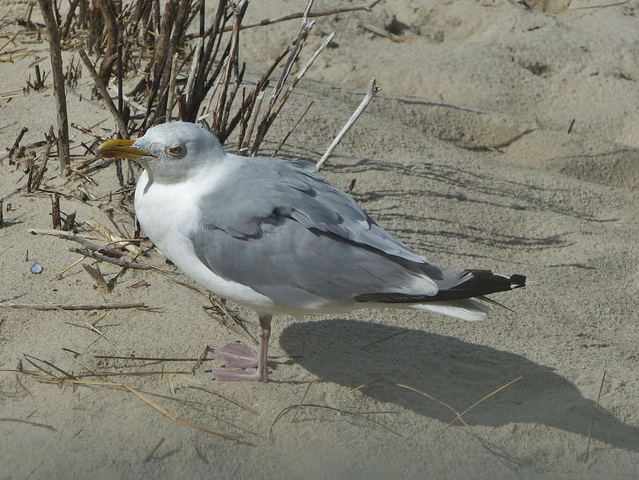seagull, sand, bird, beach, sand beach, nature, coast, animal HD wallpaper