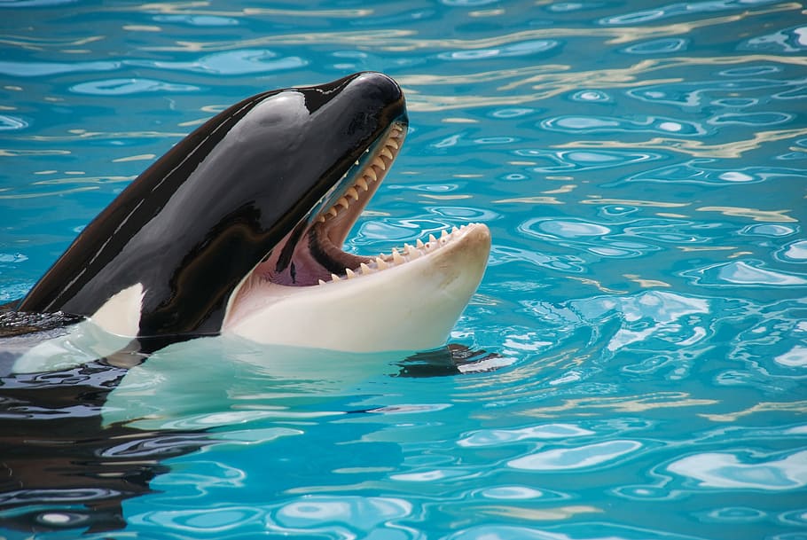 photo of orca during daytime, loro park, fish, animal themes HD wallpaper