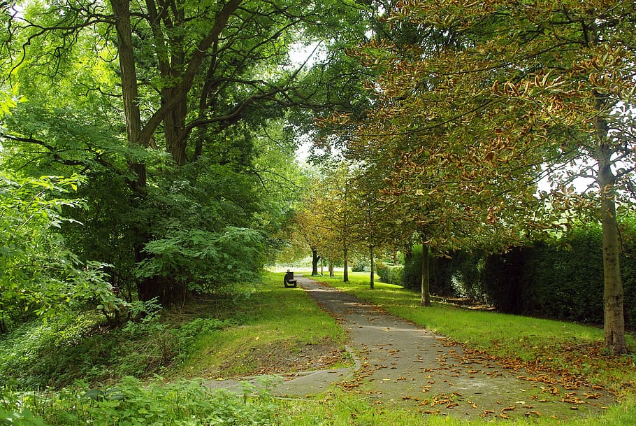 Lille, Promenade, Fall, Nature, park, tree, outdoors, grass HD wallpaper