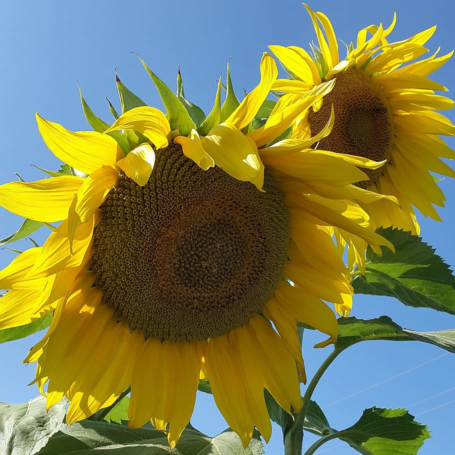 Sunflower, Dacha, Plant, summer, sky, beauty, village, flowers HD wallpaper