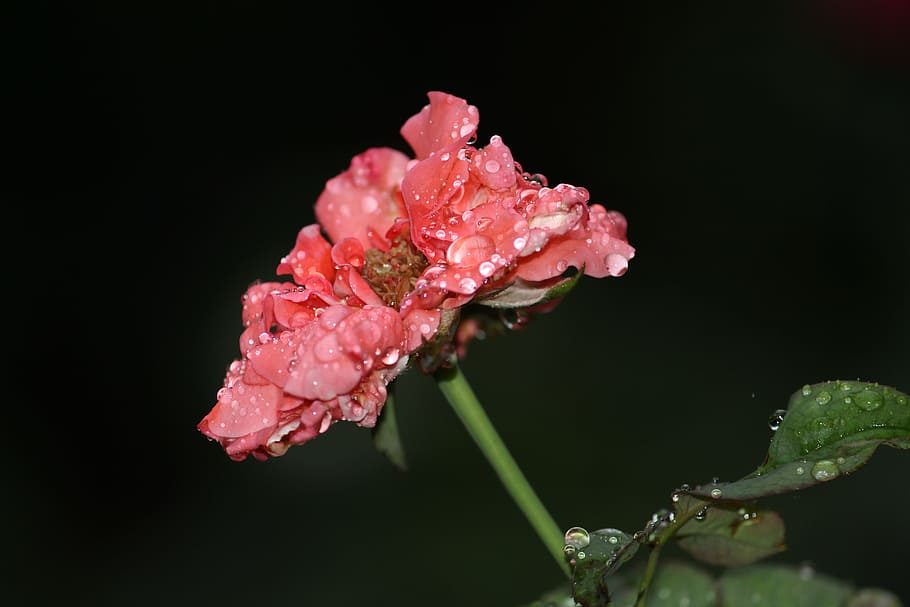Flower, Rain, Drop, Dew, Pink, rose, macro, nature, close-up HD wallpaper
