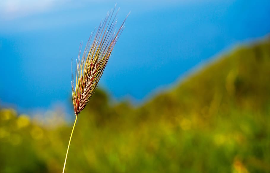 selective focus photography of pampas grass, field, corn, agriculture HD wallpaper