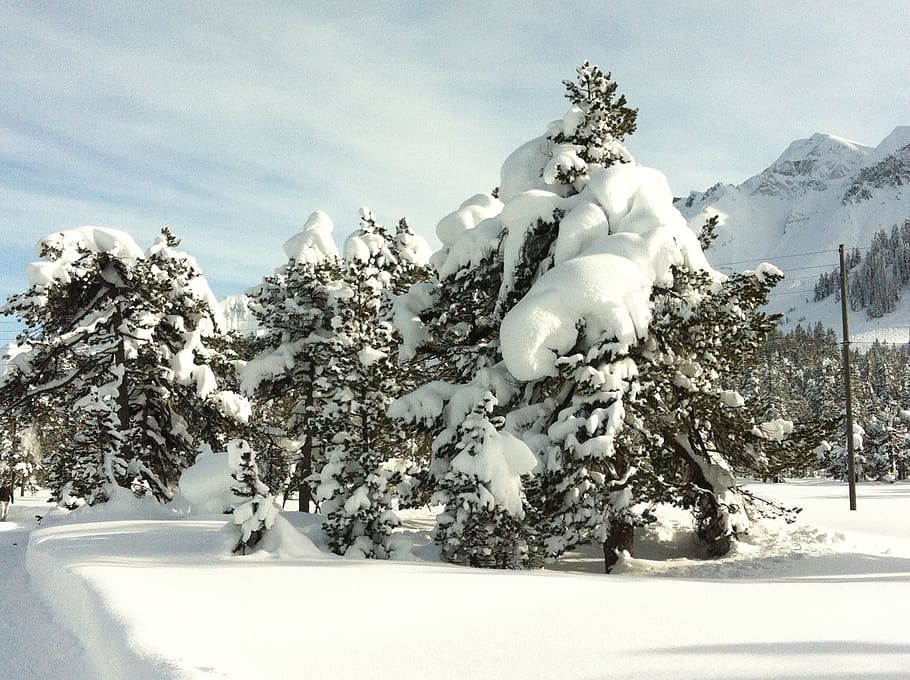 Snow, Wintry, Tree, Cold, Winter, Blast, winter blast, switzerland HD wallpaper