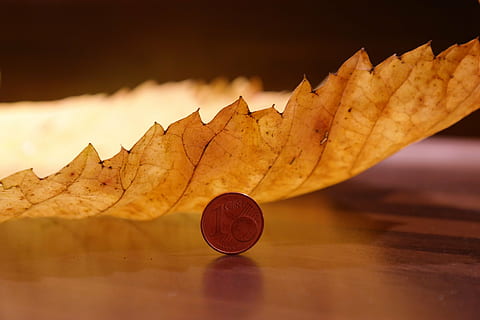 round silver-colored coin near brown dried leaf, elm leaf, mountain elm HD wallpaper