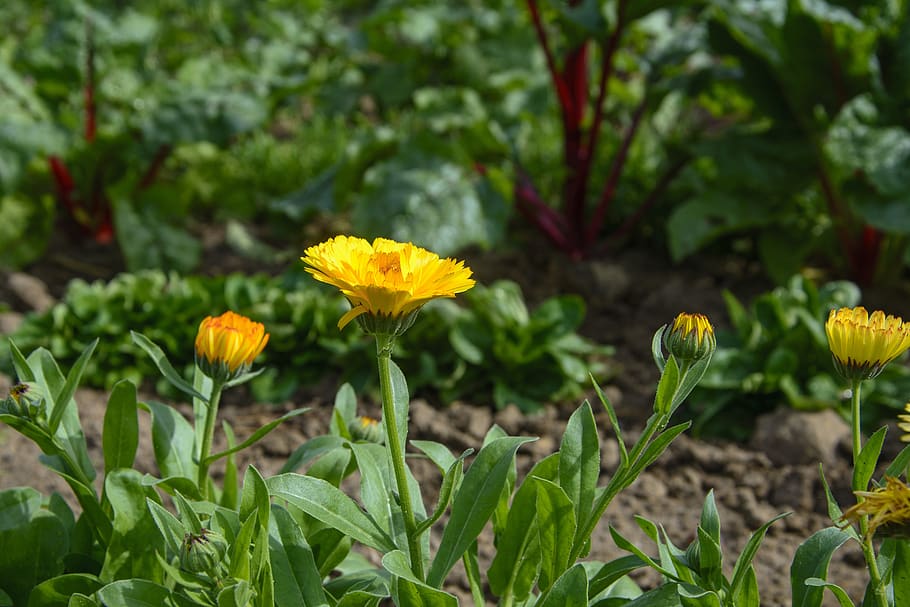 marigold, vegetable growing, garden, nature, plant, fresh, plot, HD wallpaper