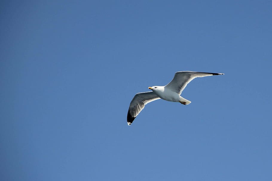 seagull, fly, sky, bird, coast, flight, blue, animal world HD wallpaper