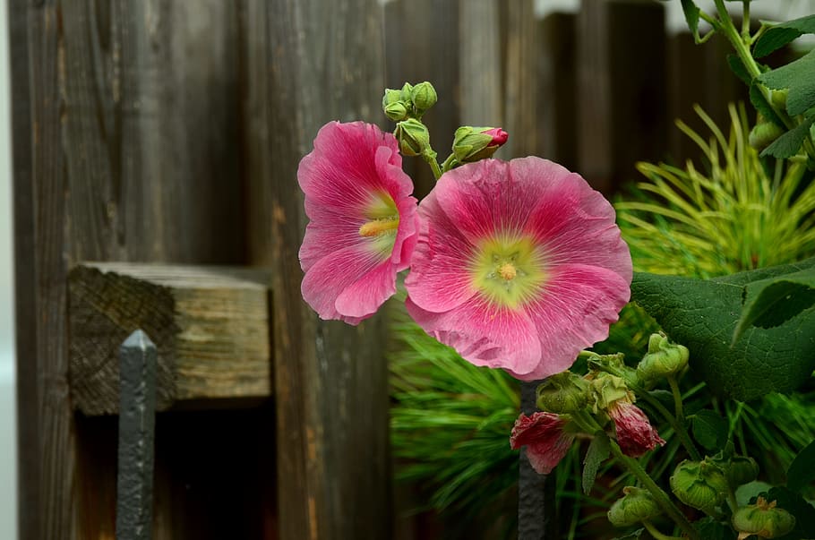 two pink flowers, stock rose, mallow, garden, macro, garden fence, HD wallpaper