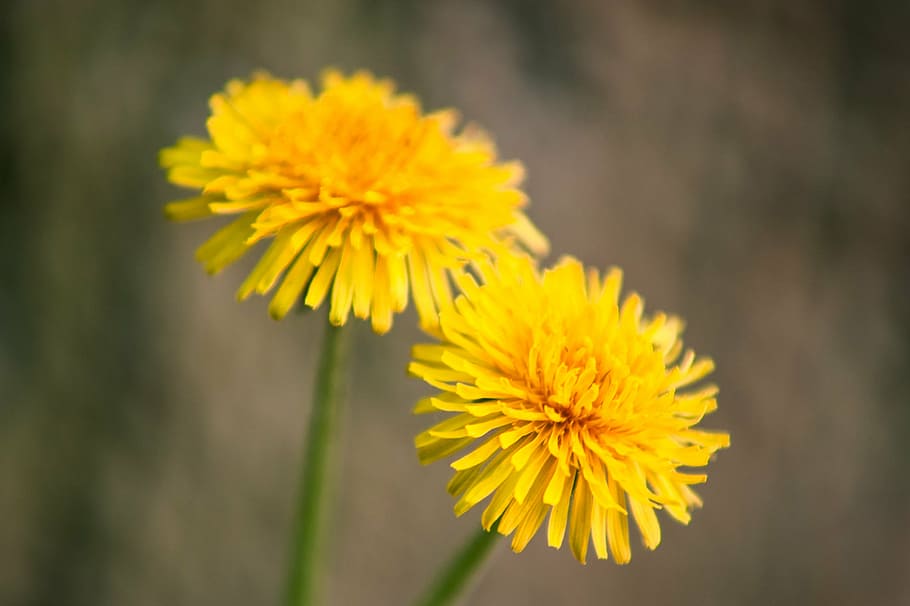 dandelion, yellow, flower, spring, macro, plant, nature, freshness HD wallpaper
