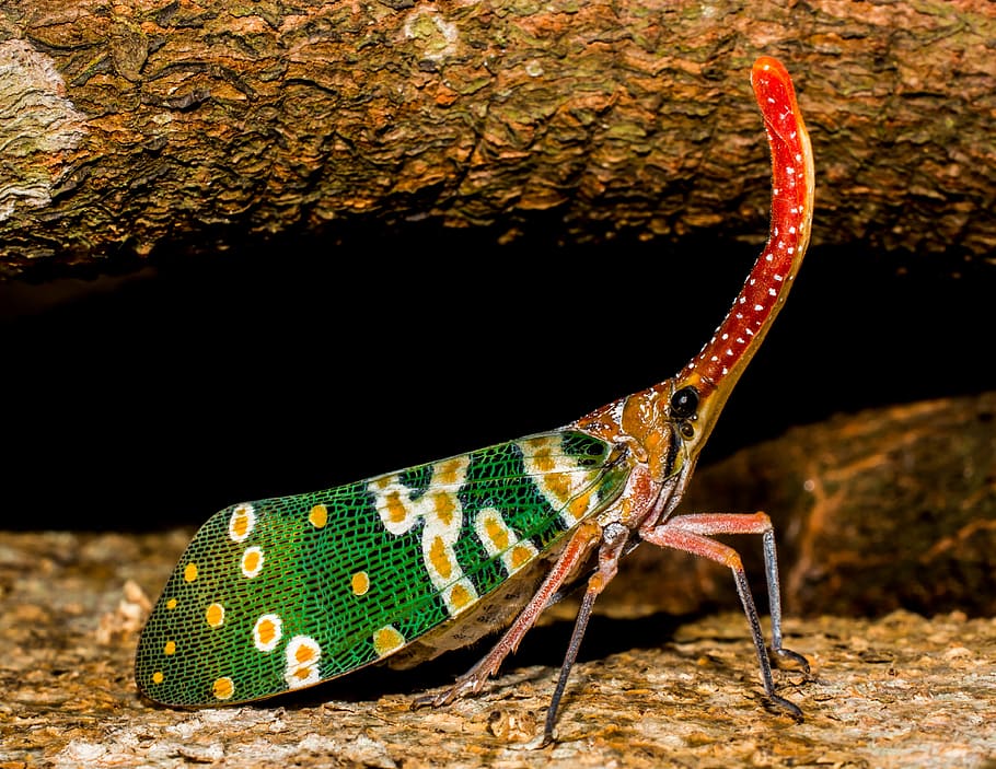 green leaf hopper, canthigaster cicada, fulgoromorpha, insect, HD wallpaper