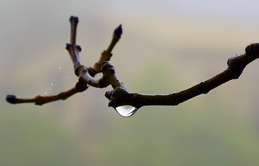 Drop, Water, Macro, Moisture, raining, wet, fall, form, nature HD wallpaper