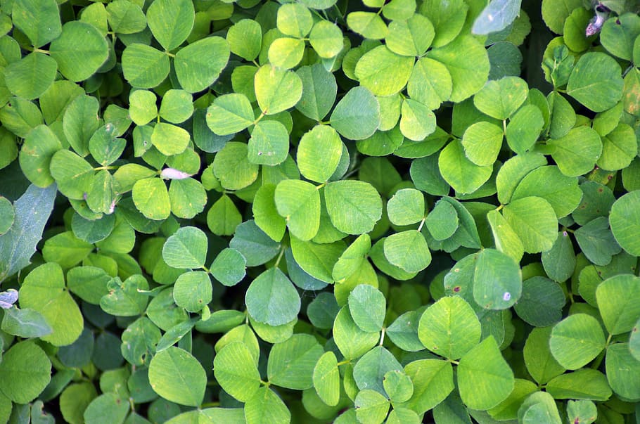 clover, green, plant, leaf, nature, foliage, spring, lucky HD wallpaper