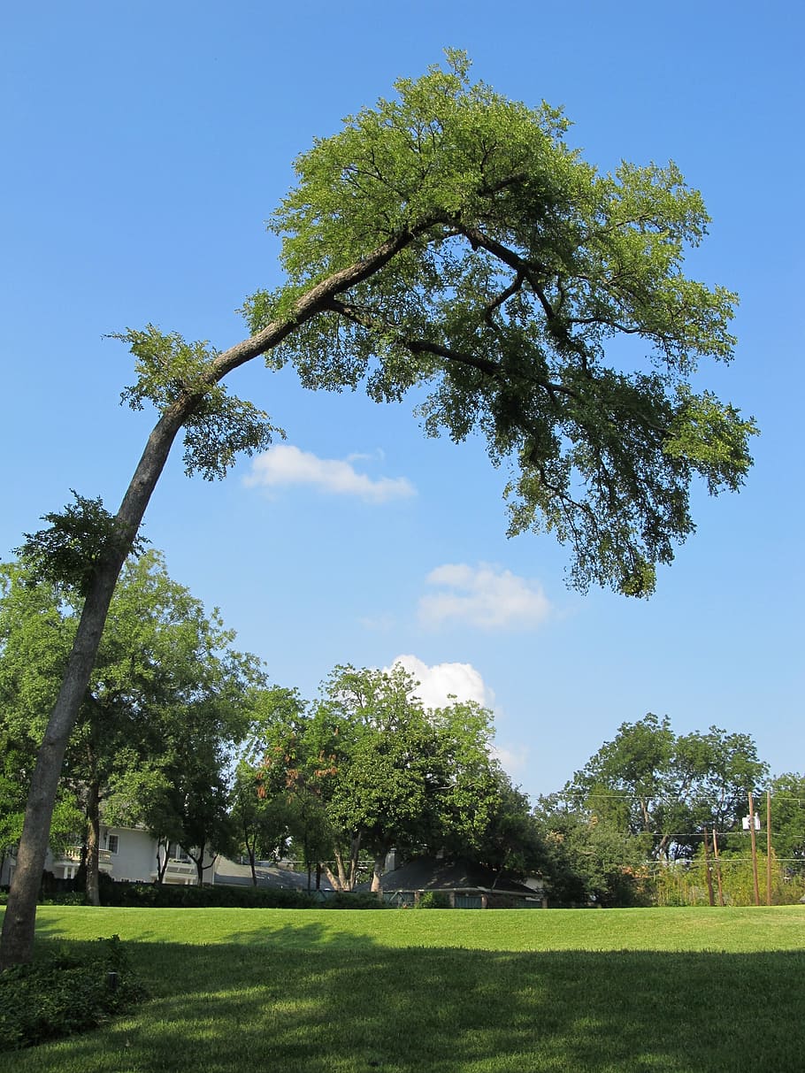 tree, bent tree, branches, landscape, environment, scenery HD wallpaper