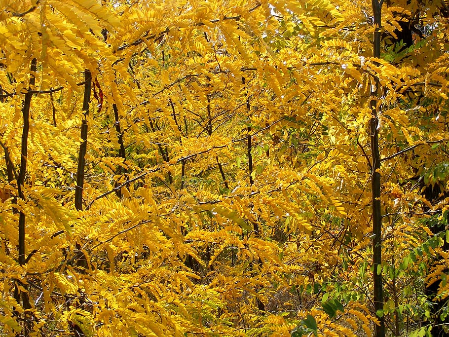 forest, autumn, trees, yellow, leaf, landscape, coloring, change HD wallpaper