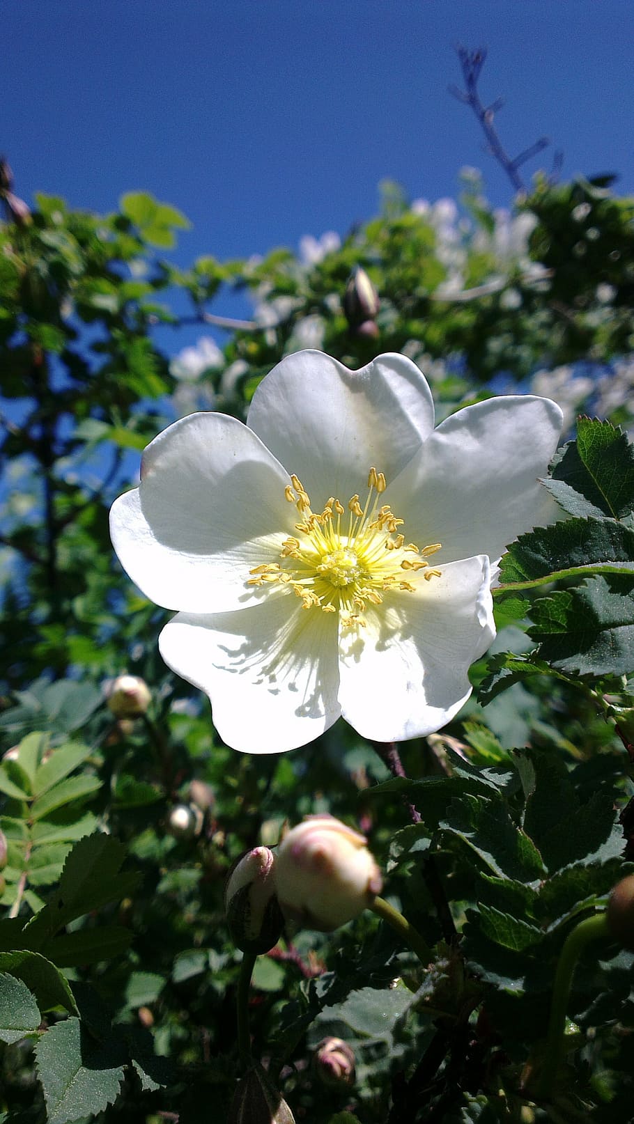 ros, flower, nature, plant, flowering plant, freshness, growth HD wallpaper