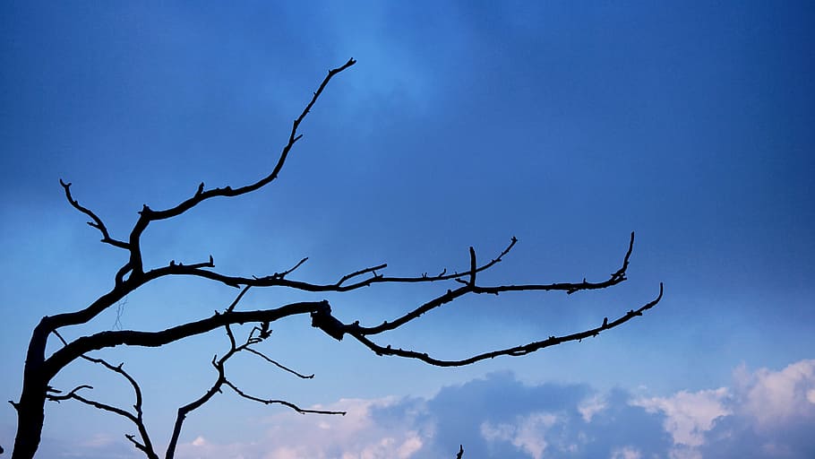 air-blue-sky-branches-bright.jpg