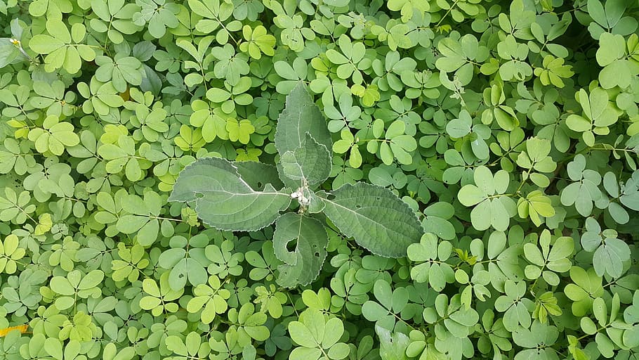 Unity, Grass, green, different, forest floor, leaf, green color HD wallpaper
