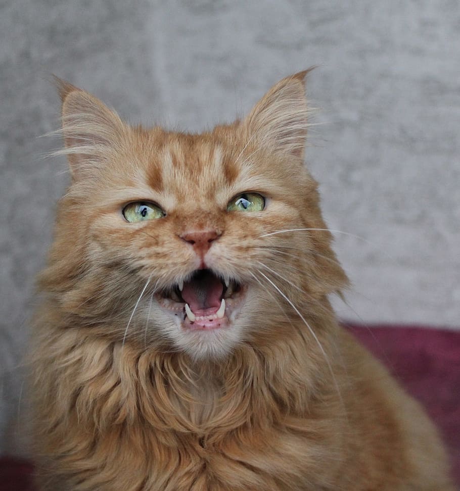 photography of long-fur brown cat, Meow, Cute, Mackerel, Red Cat HD wallpaper