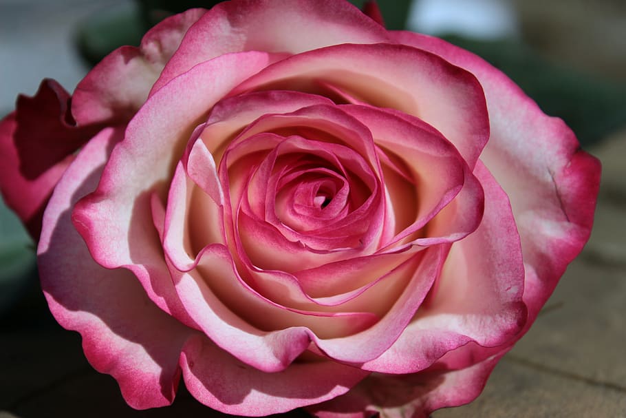 macro photography of pink rose in bloom, pink and white, blossom