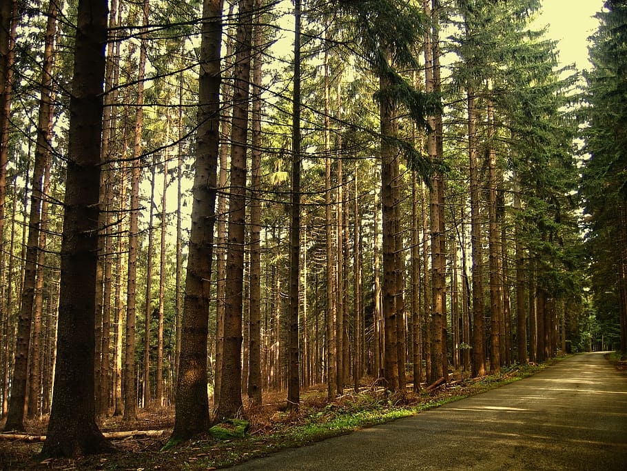 landscape shot of trees near road during daytime, forest, firs
