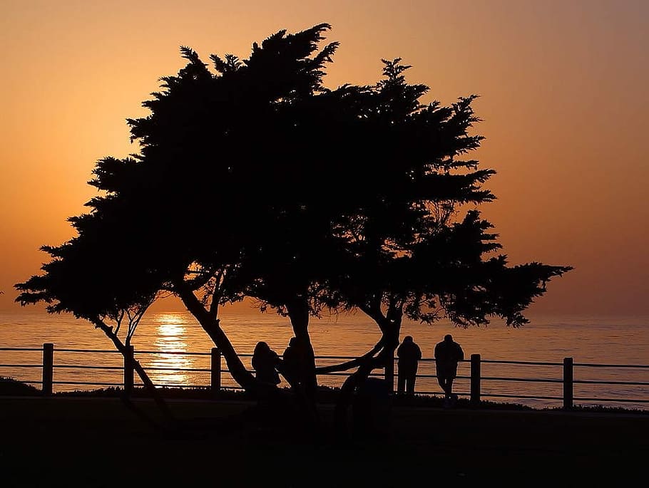 Trees, Silhouettes, Rest, afterglow, human, twilight, atmosphere HD wallpaper