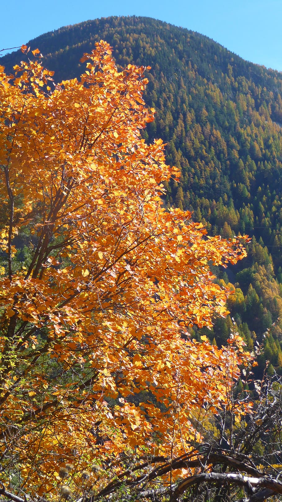fall, tree, color, foliage, mountain, leaves, alps, colorful HD wallpaper