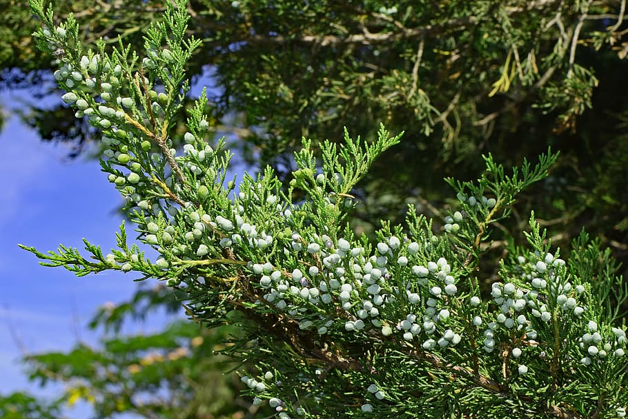 cedar berries, evergreen, tree, plant, nature, blue, colorful HD wallpaper