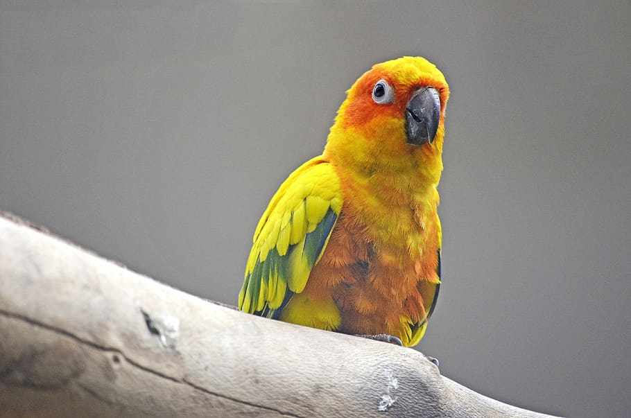 sun parakeet, bird, south american parrot, yellow, colorful, HD wallpaper