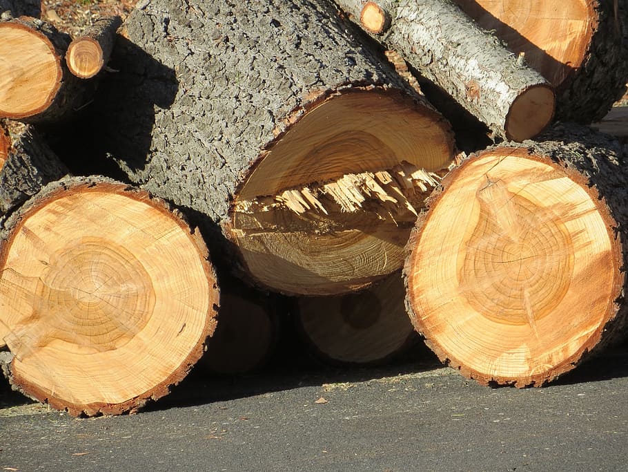 firewood, logs, timber, tree, forest, lumber, wooden, natural HD wallpaper