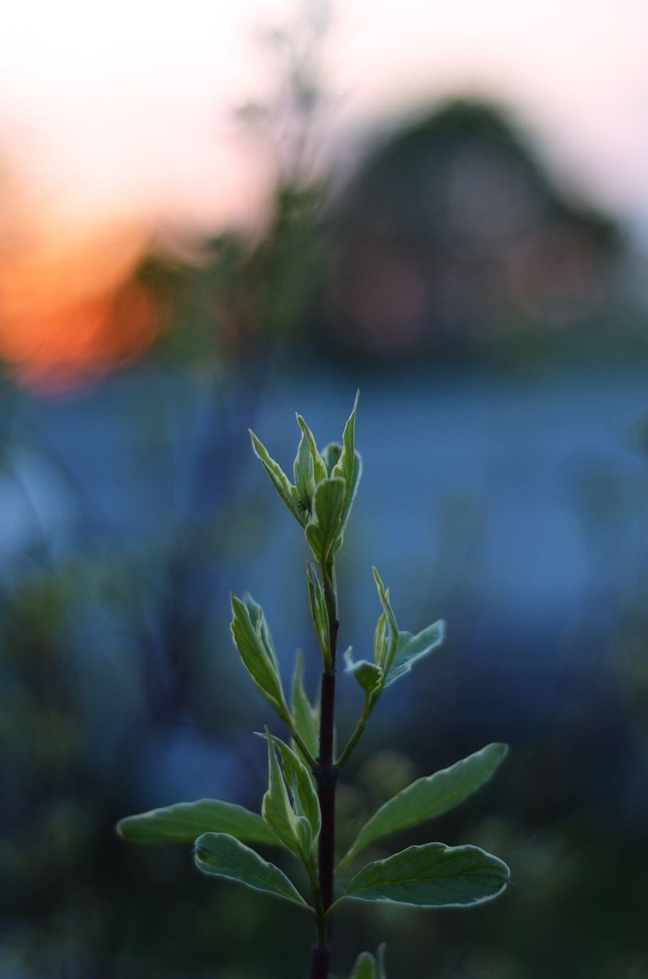 sunset, plant, summer, evening, growth, leaf, plant part, focus on foreground HD wallpaper