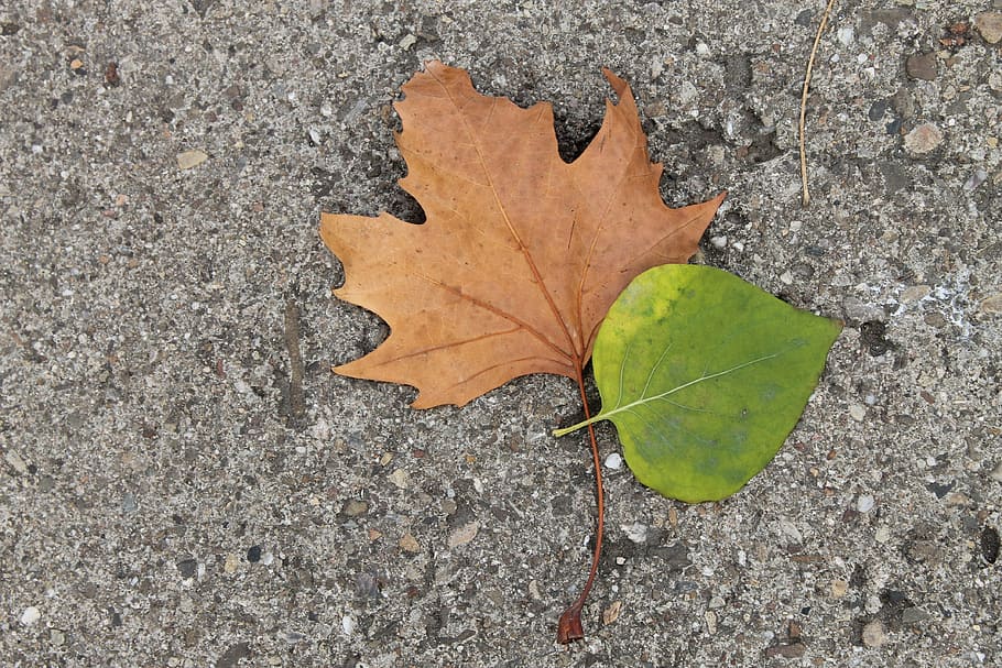 leaves, leaf, nature, green, plant, tree, summer, foliage, spring HD wallpaper