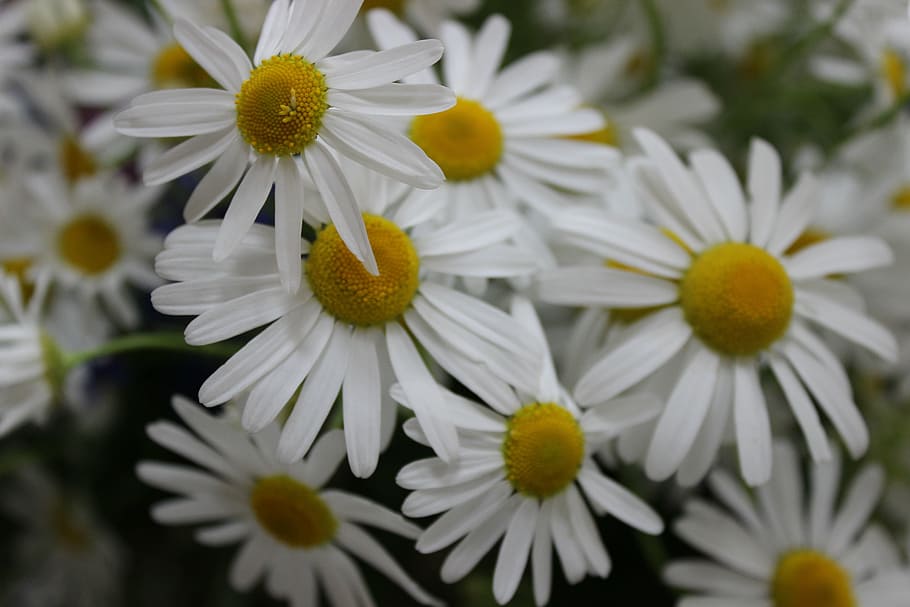 flowers, meadow, spring, bouquet, chamomile, camomile, flowering plant HD wallpaper