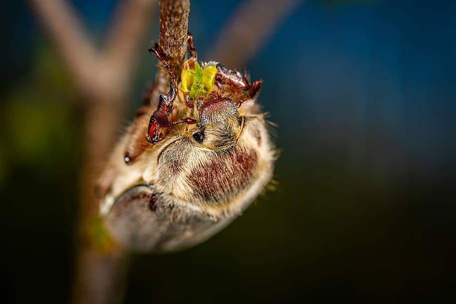 insect, macro, beetle, invertebrate, animal themes, one animal HD wallpaper