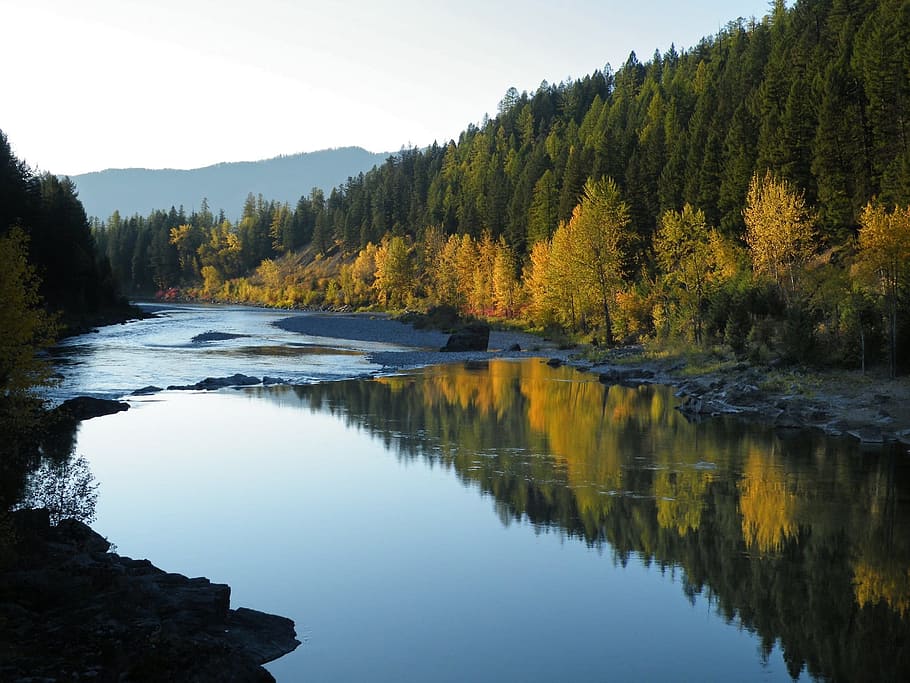 river surrounded by trees, flathead river, middle fork, autumn HD wallpaper