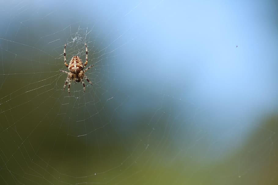nature, spider, waters, sky, insect, animal world, background, HD wallpaper