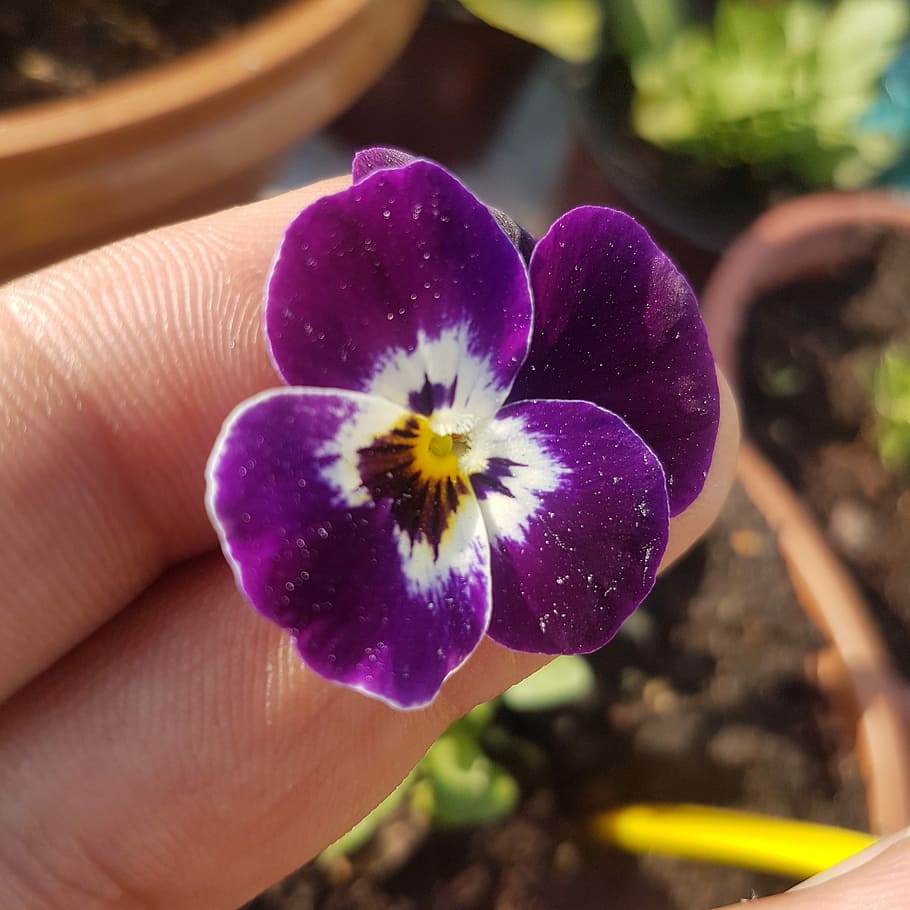 Violet, Flower, World, one person, human body part, human hand HD wallpaper