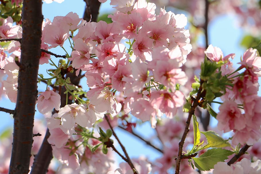 flower, cherry wood, tree, branch, flowering plant, fragility HD wallpaper