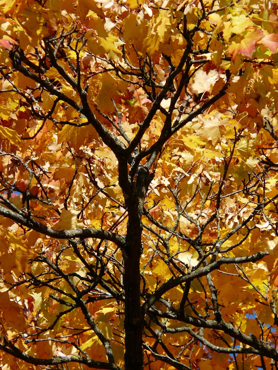 branches, aesthetic, autumn, colorful, gaudy, contrast, autumn tree, HD wallpaper