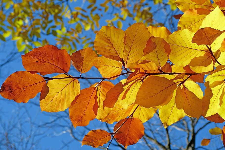 brown and yellow leaf during daytime, foliage, beech, leaves HD wallpaper