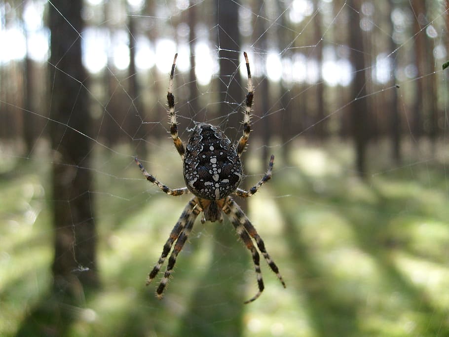 spider, macro, cobweb, araneus, nature, insect, spider web HD wallpaper