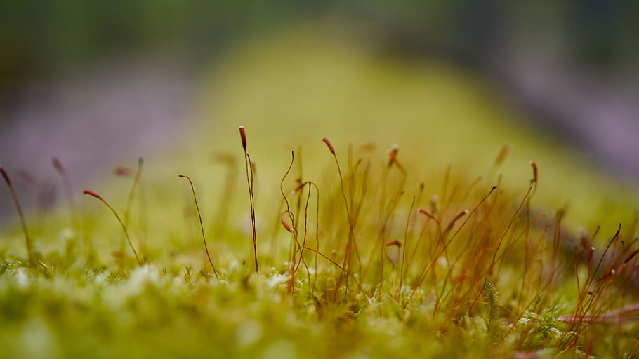 moss, tree, plants, vegetation, green, lichen, nature, the bark HD wallpaper
