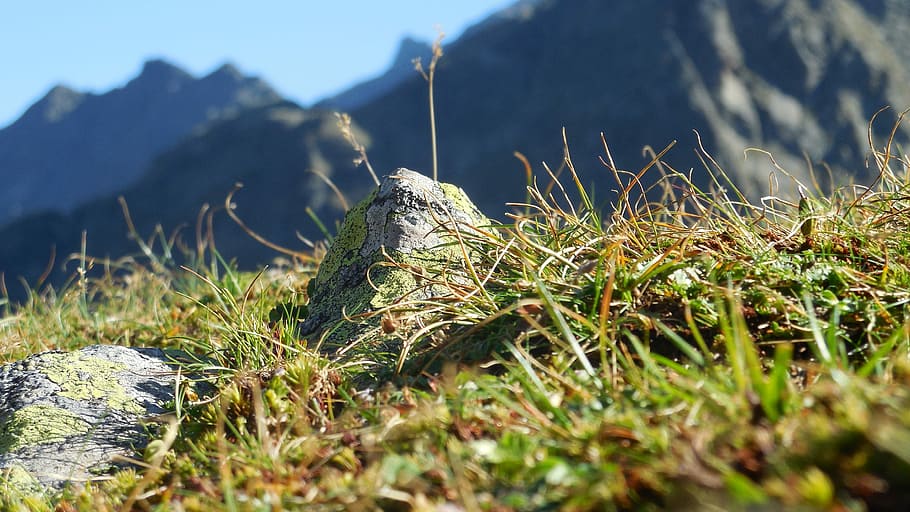 Mountains, Stone, Meadow, Grass, Rock, alpine, nature, close HD wallpaper