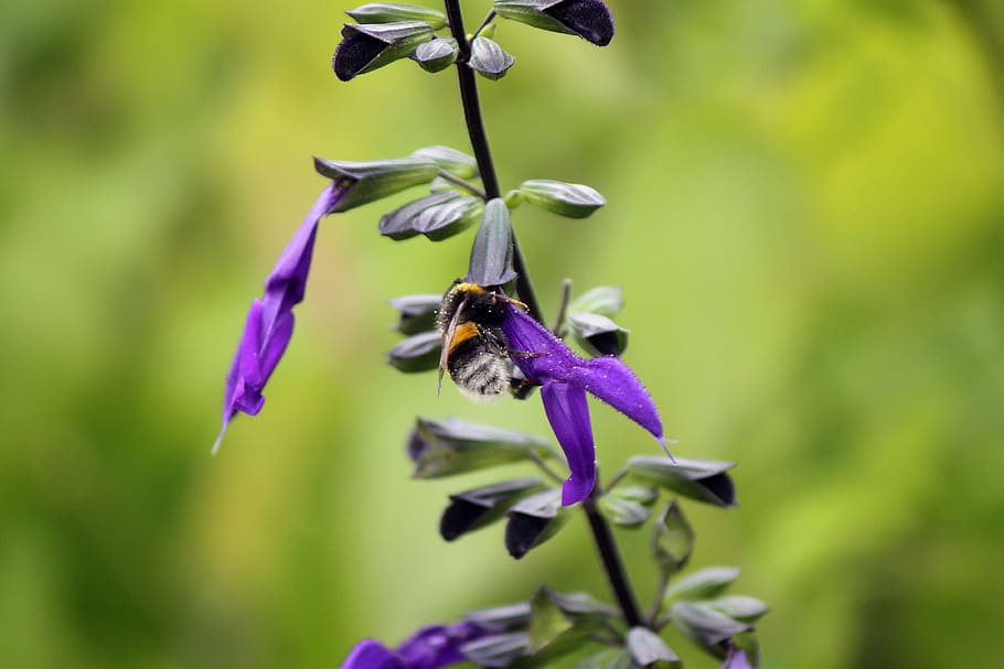 bumblebee, insect, nature, flower, green, plant, nectar, garden HD wallpaper