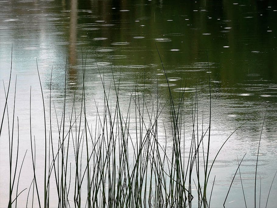 plants near body of water, pond, summer, rain, nature, park HD wallpaper
