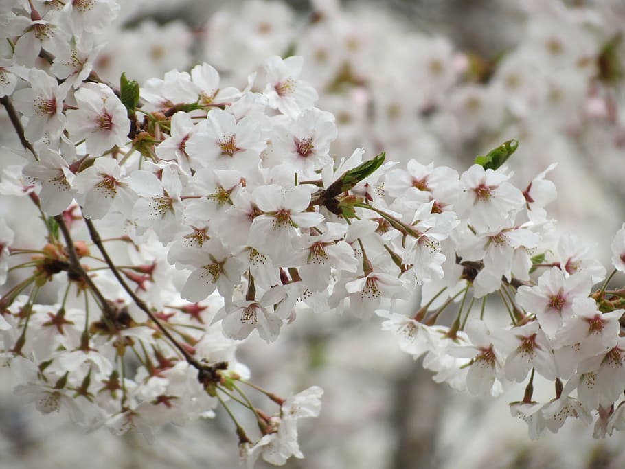 cherry flowers, spring, flowering plant, fragility, freshness HD wallpaper