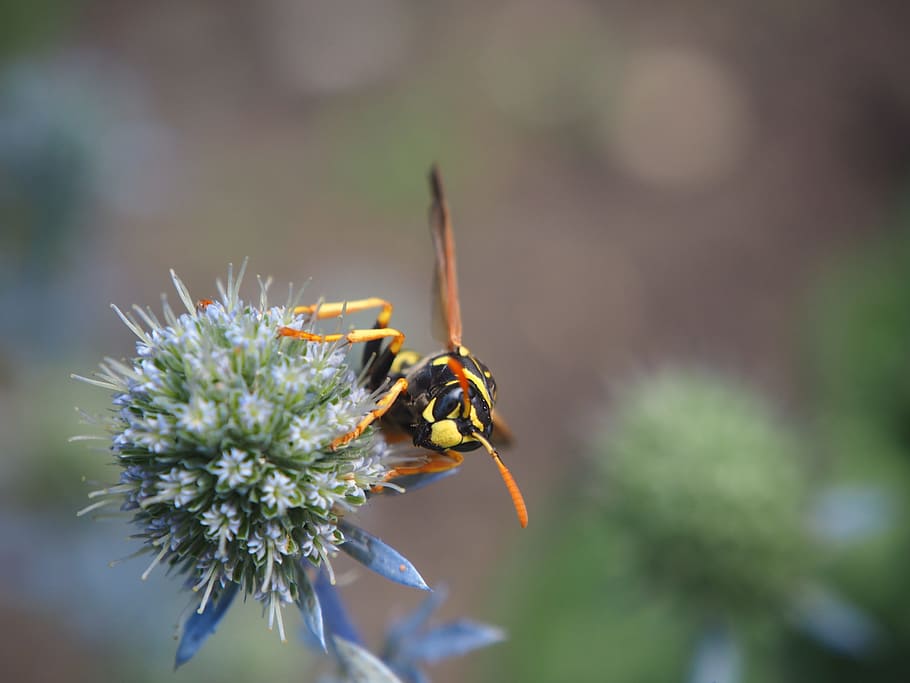 wasp, insect, plant, close, nature, garden, peaceful wasps HD wallpaper