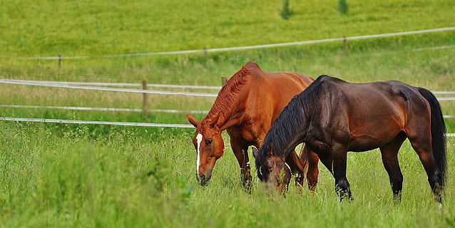 horses, for two, coupling, stallion, eat, paddock, brown, meadow HD wallpaper