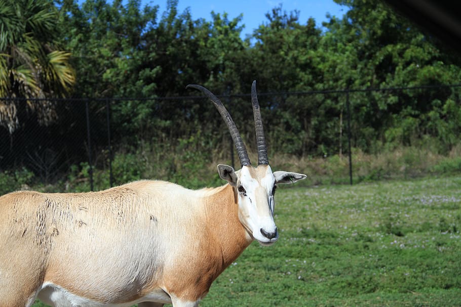 antelope, zoo, florida, mammal, animal themes, domestic animals HD wallpaper