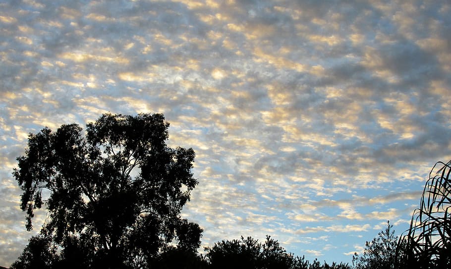 Evening, Scattered, Clouds, nature, tree, no people, sky, beauty in nature HD wallpaper