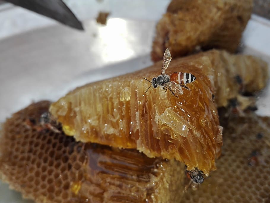 brown and black bee, honey, focus, wings, health, close-up HD wallpaper