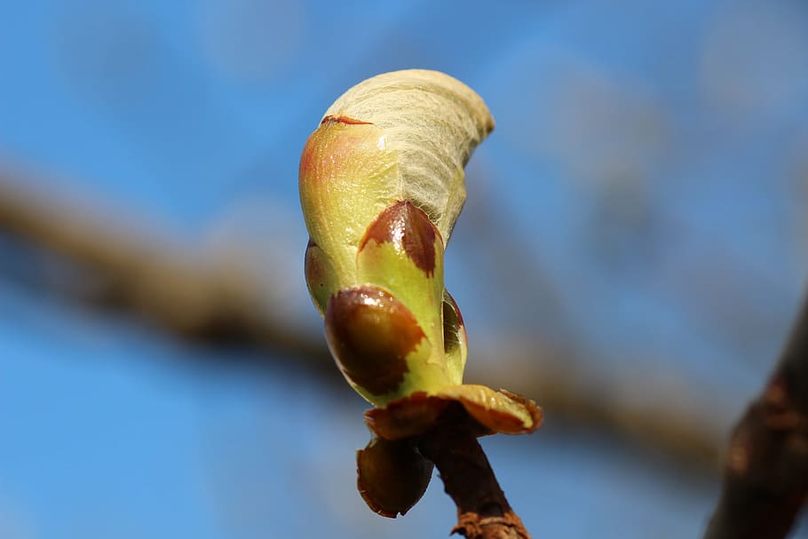 spring, leaves, bud, branch, close-up, plant, freshness, nature HD wallpaper
